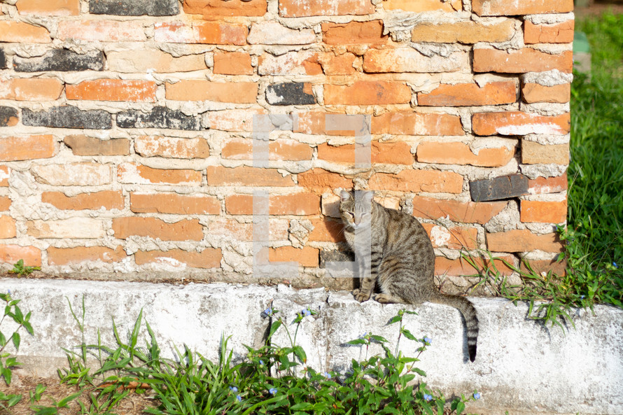 cat in front of a brick wall 