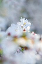 Close Up Single Cherry Blossom Flower