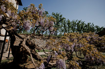 Glycine Flowers in The Medieval Town Of Bassano del Grappa In Veneto, Italy.