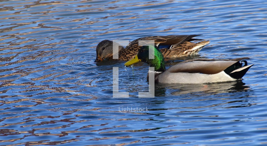 A pair of Mallard ducks feeding in a small pond in southwestern Wisconsin in late October.