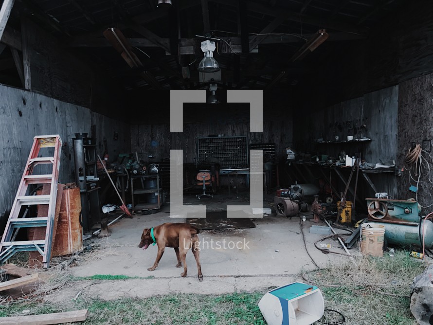a dog walking into a tool shed 