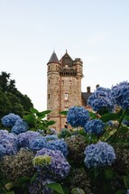 hydrangeas and castle tower 