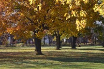 Trees in a park donning their golden colored autumn leaves as the sun shines it's light gently on the grass and casting long shadows onto the ground ushering in the fall season.