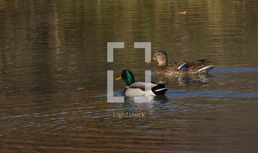 A pair of Mallard Duck, a drake and his female swimming in a small pond in southwestern Wisconsin leave a gentle wake of waves as they swim by.