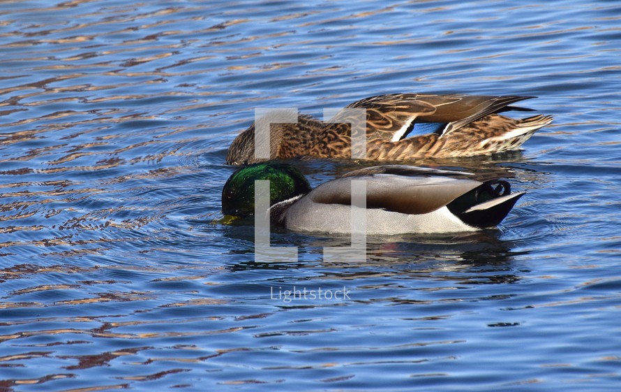 A pair of Mallard ducks feeding in a small pond in southwestern Wisconsin in late October.