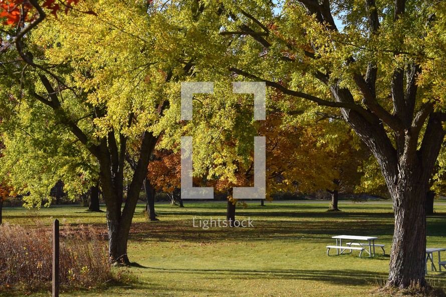 A relaxing sun filled scene of trees in a park transitioning to fall colors signaling the change of the seasons. 