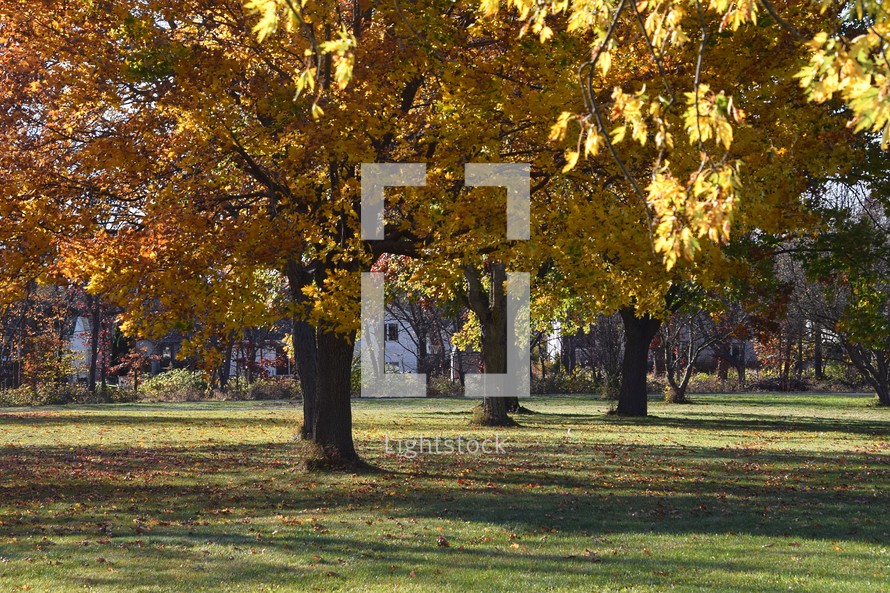 Trees in a park donning their golden colored autumn leaves as the sun shines it's light gently on the grass and casting long shadows onto the ground ushering in the fall season.