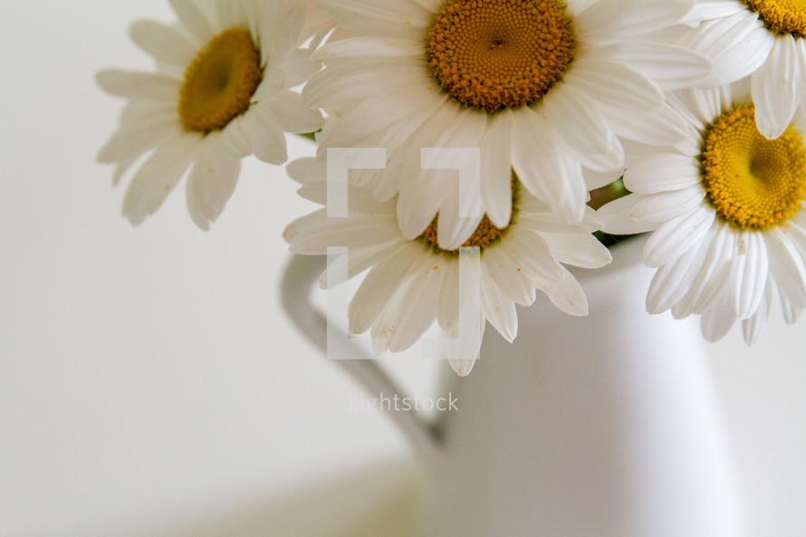 a vase of white daisies 