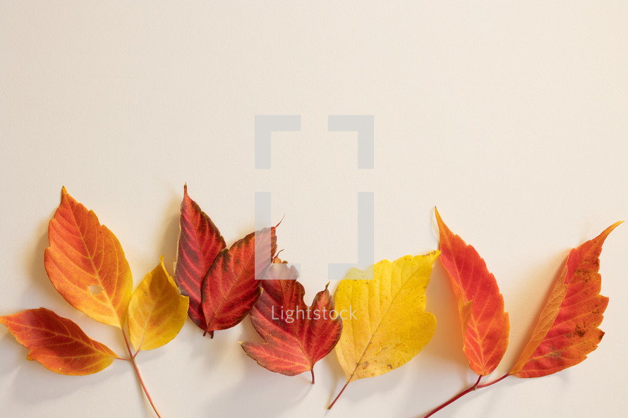 Bright fall leaves on white background