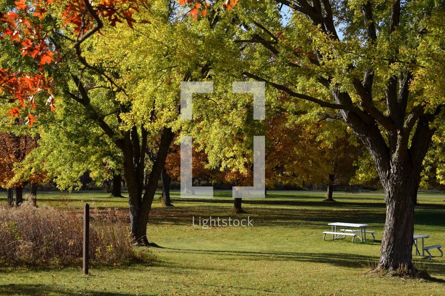 A relaxing sun filled scene of trees in a park transitioning to fall colors signaling the change of the seasons. 