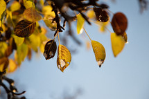 yellow leaves against a blue sky 