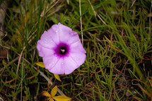 pink flower in grass 