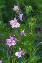 purple pink flowers on a stalk surrounded by soft green