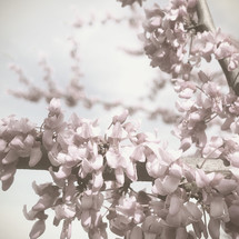 spring blossoms on a branch with a desaturated effect