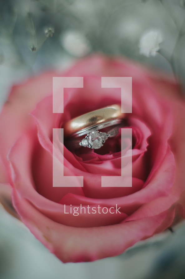 wedding rings in a red rose 