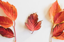 Red fall leaves on white background