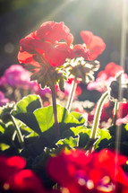 red geraniums in sunlight 