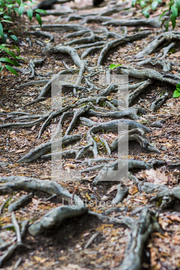 tree roots on the ground 