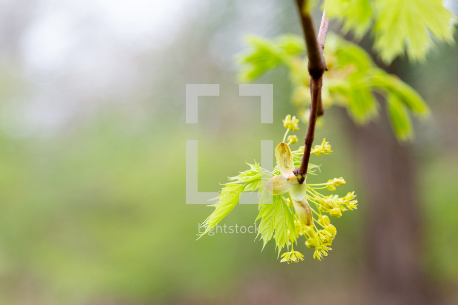 Leaves in spring with empty space in background