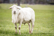 sheared sheep in a pasture 