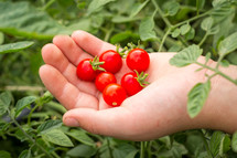 cupped hand holding tomatoes 