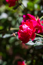 bee on red roses 