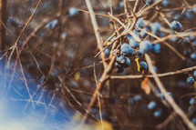 blueberries on a branch 
