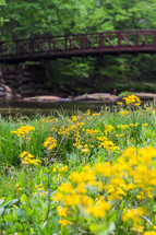 bridge over a river and yellow flowers 