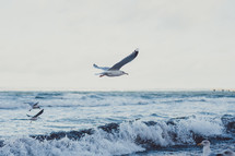 soaring seagulls 