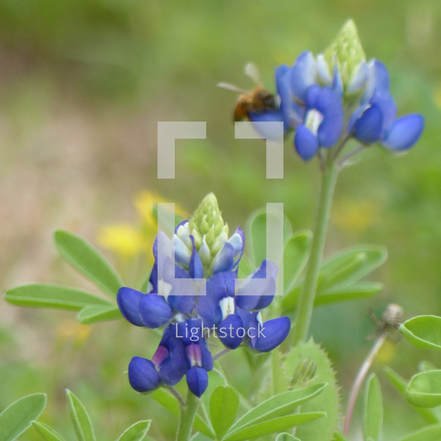 bluebonnets and a bee with soft blur background