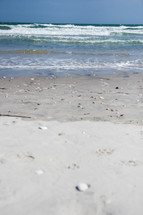 seashells on a beach 