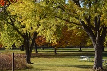 A relaxing sun filled scene of trees in a park transitioning to fall colors signaling the change of the seasons. 