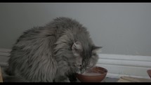 cat drinking water 