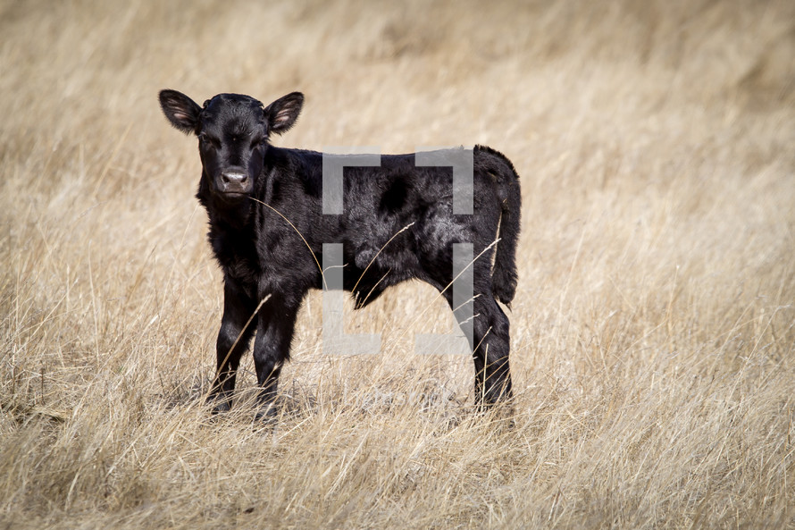 calf in a field 