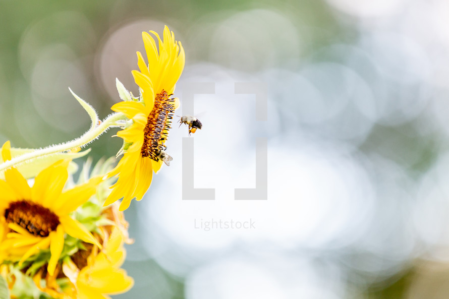 bee near yellow flowers 