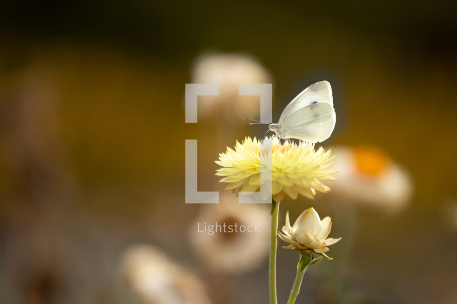 moth on a flower 