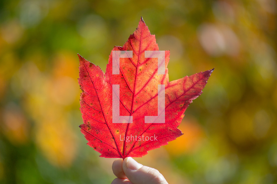 person holding up a red leaf 