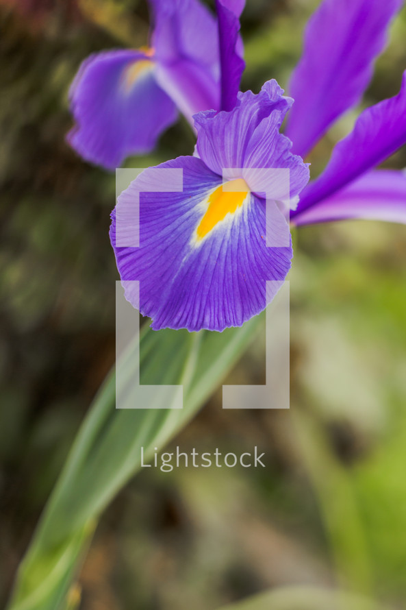 purple iris 