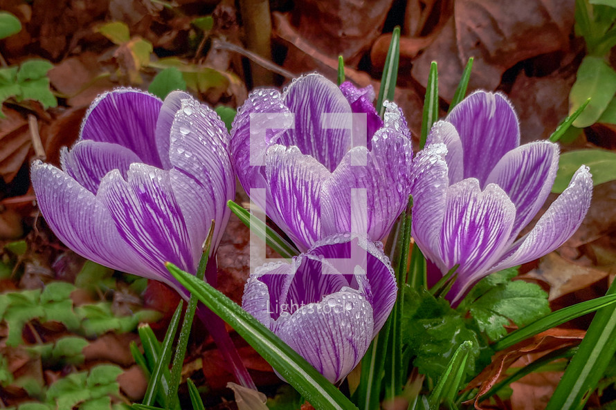 Raindrops of a Cluster of Purple Crocus Flowers