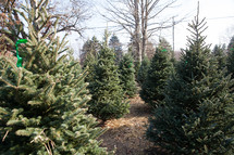 picking out a Christmas tree in a Christmas tree lot 
