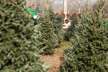 A Christmas tree lot 