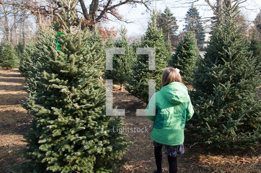 picking out a Christmas tree in a Christmas tree lot 