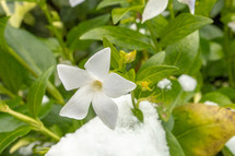 White Intermediate Periwinkle Flower with Snow and Leaves