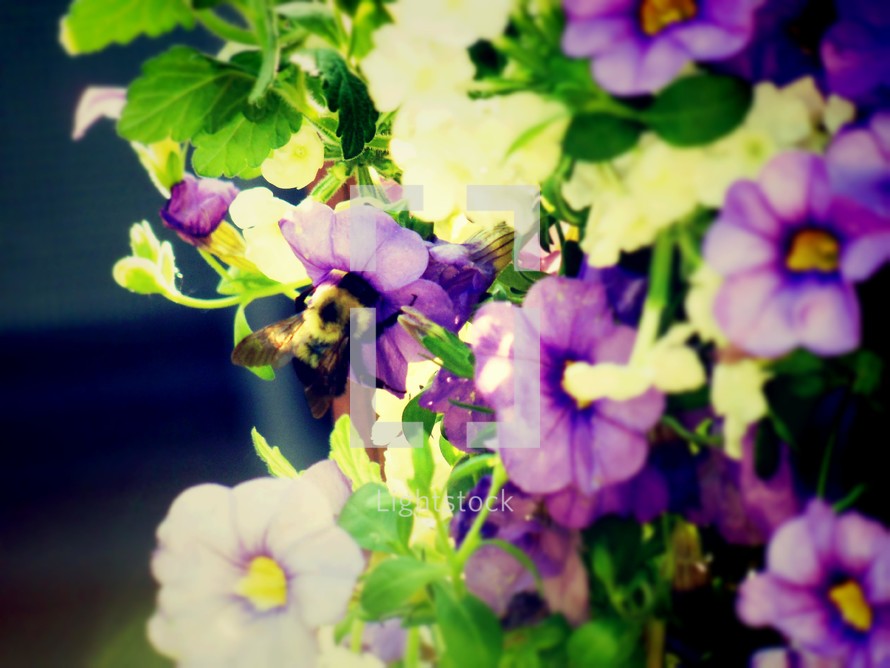 Bee on a flower.