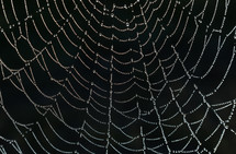 Spider web covered with dew drops.