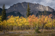 Row of Autumn Aspen Trees in front of a mountain 