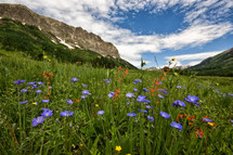 field of wildflowers 