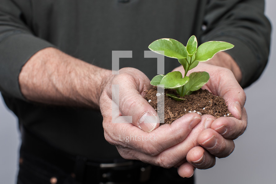 cupped hands with soil and a plant 