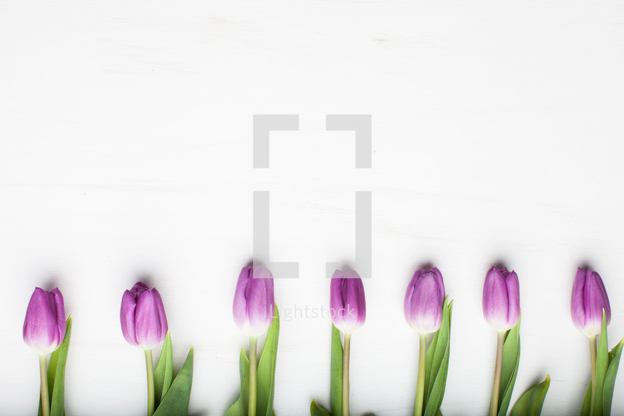 border of tulips 
