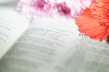 Flowers laying on Bible pages open to Proverbs 31.